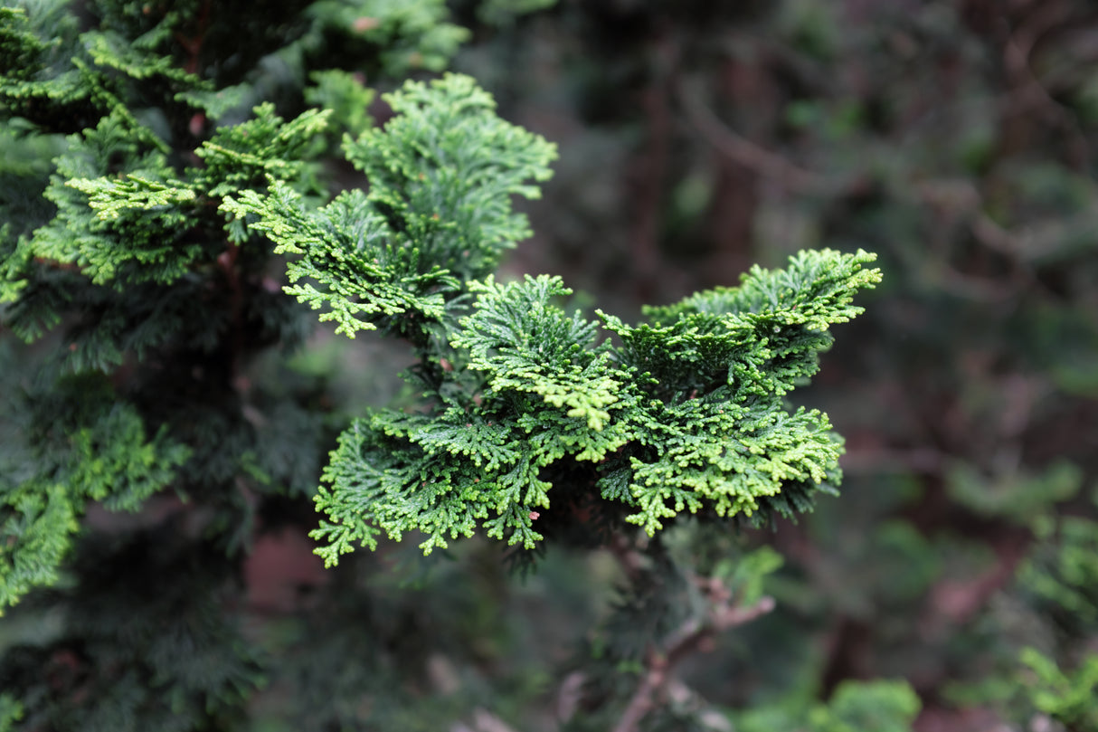 Japansk ädelcypress 'Nana Gracilis' 20-25 co 10-pack