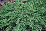 En 'Green Carpet' 30-35 co 10-pack