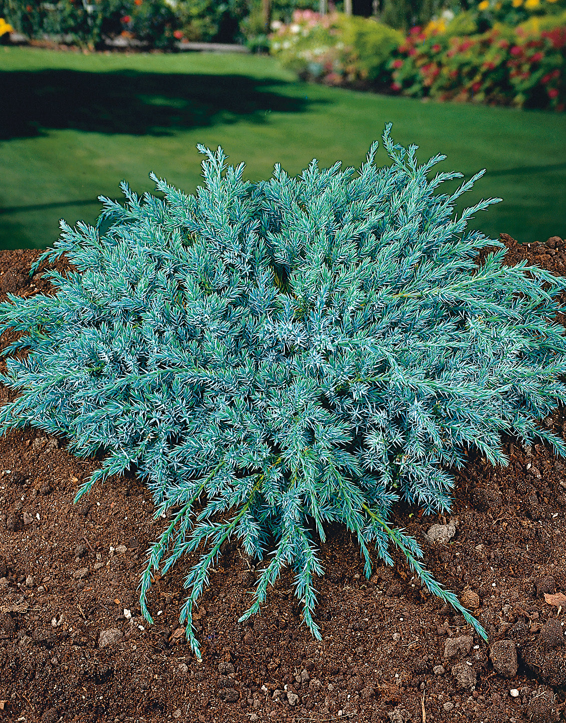 Himalaya-en 'Blue Carpet'  30-35 co 1-pack