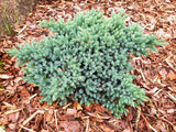Himalaya-en 'Blue Star' 20-25 co 10-pack