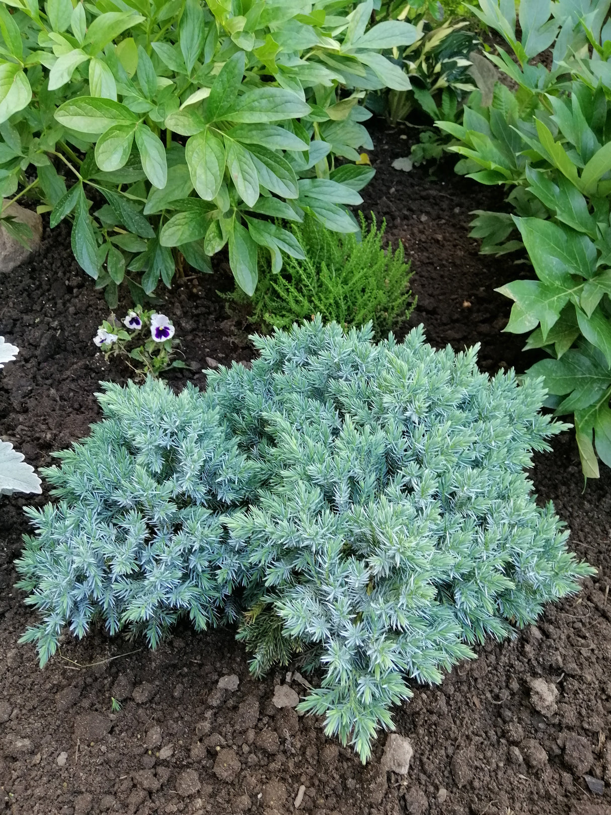 Himalaya-en 'Blue Star' 20-25 co 3-pack