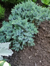 Himalaya-en 'Blue Star' 20-25 co 10-pack
