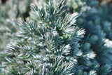 Himalaya-en 'Blue Star' 20-25 co 10-pack