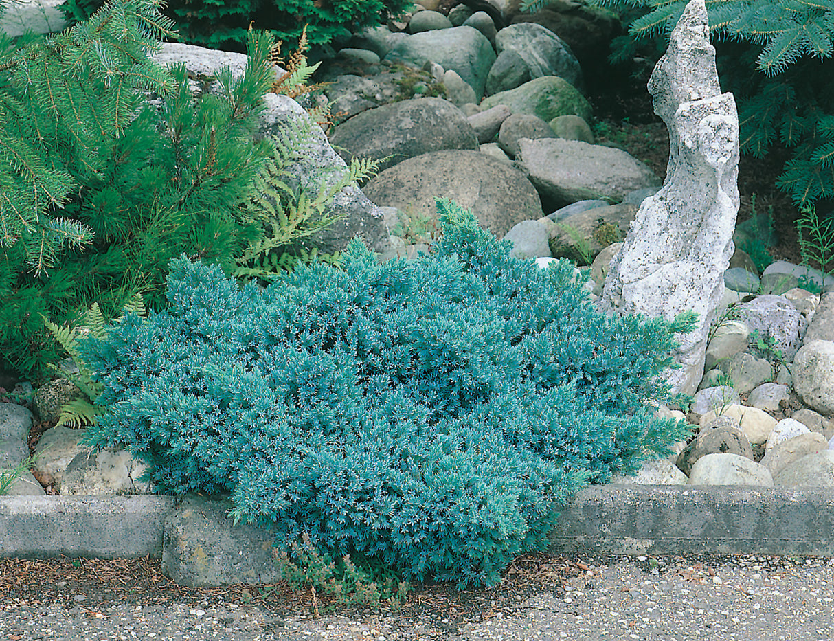 Himalaya-en 'Blue Star' 20-25 co 3-pack