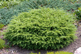 Fågelbogran 'Nidiformis' 25-30 co 1-pack