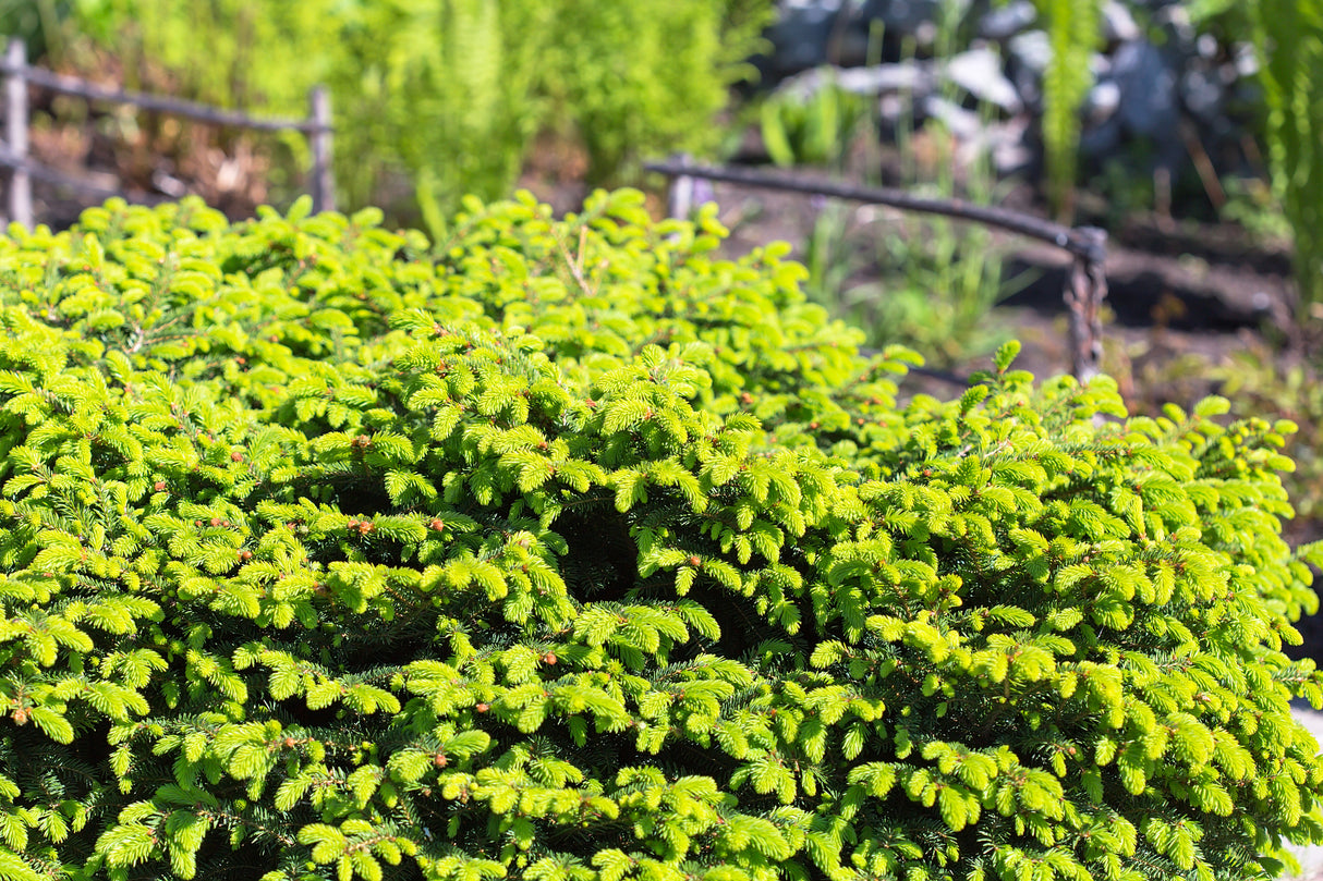 Fågelbogran 'Nidiformis' 25-30 co 1-pack