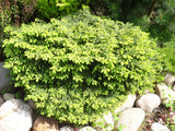 Fågelbogran 'Nidiformis' 25-30 co 3-pack