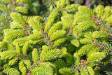 Fågelbogran 'Nidiformis' 25-30 co 3-pack