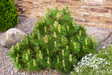 Bergtall 20-25 co 1-pack