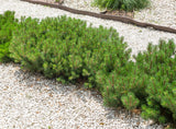 Balkanbergtall 25-30 co 1-pack