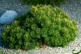 Balkanbergtall 25-30 co 5-pack