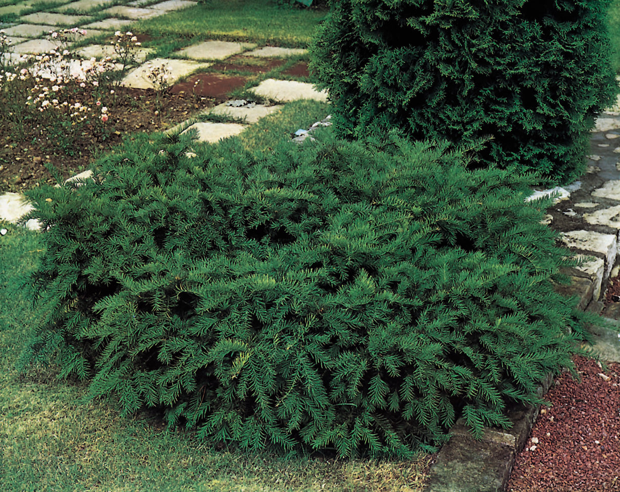 Krypidegran 'Repandens' 25-30 co 1-pack