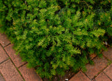 Krypidegran 'Repandens' 25-30 co 10-pack