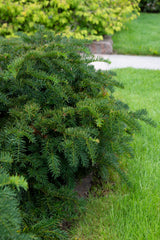 Krypidegran 'Repandens' 25-30 co 1-pack