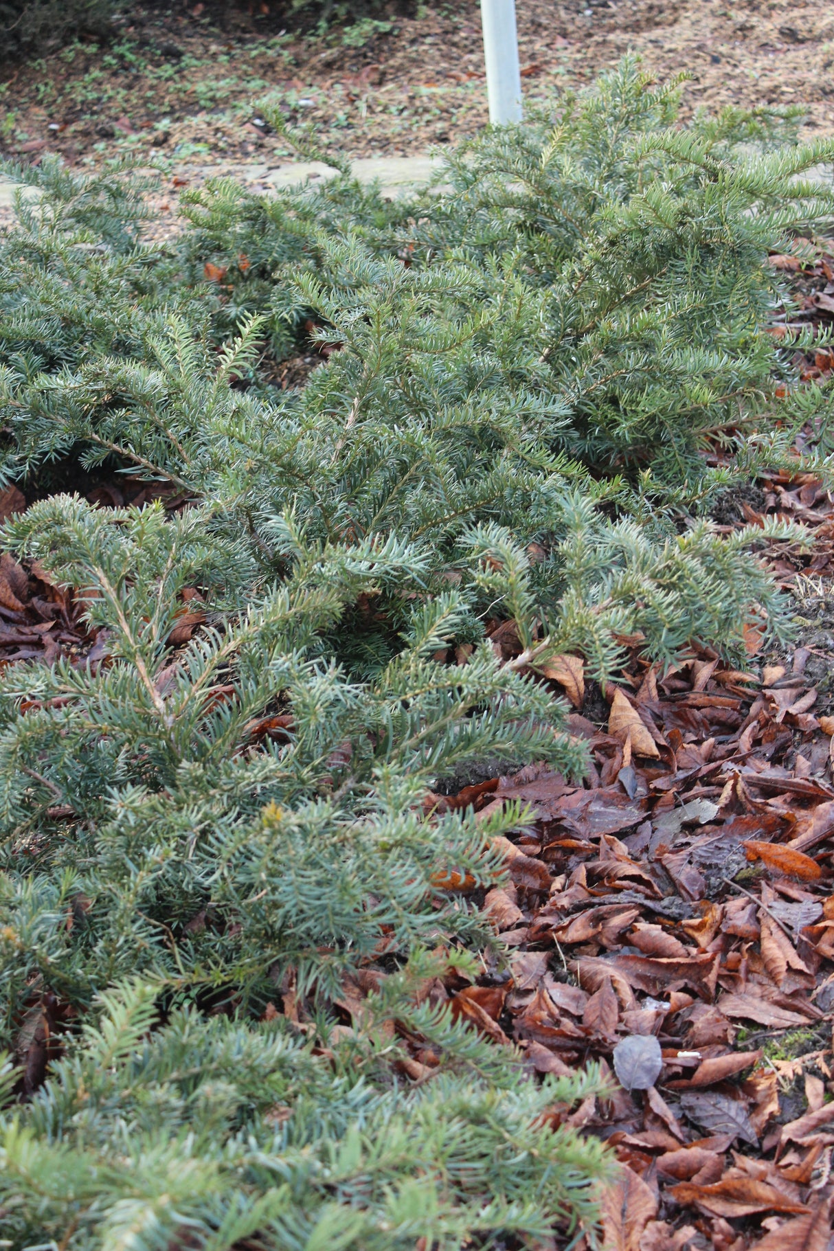 Krypidegran 'Repandens' 25-30 co 3-pack