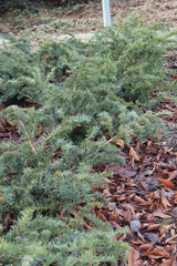 Krypidegran 'Repandens' 25-30 co 5-pack