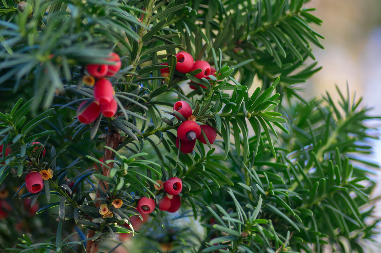 Hybrididegran 'Hicksii' 50-60 co 1-pack