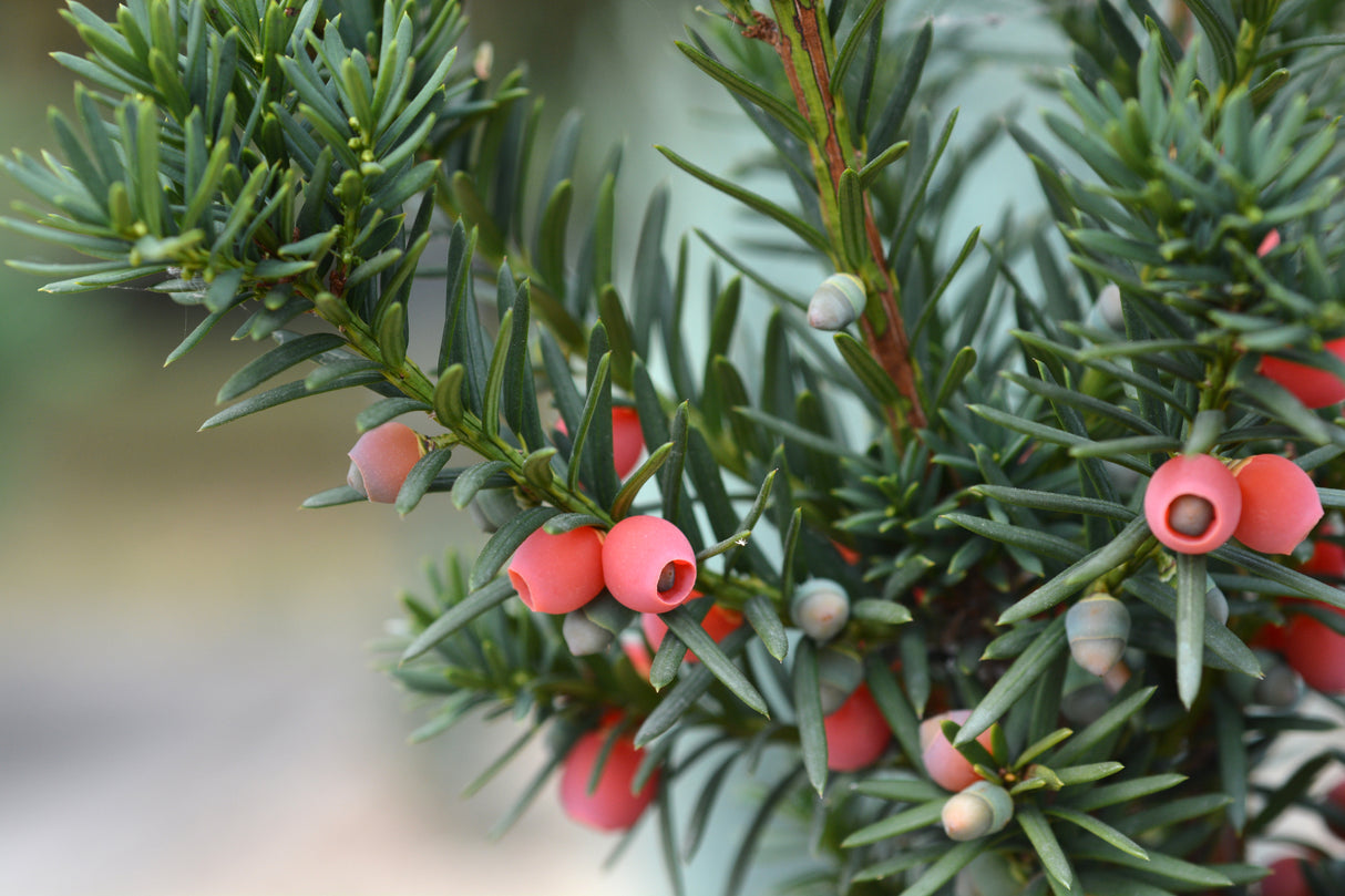 Hybrididegran 'Hicksii' 50-60 co 5-pack