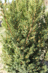 Hybrididegran 'Hicksii' 50-60 co 3-pack