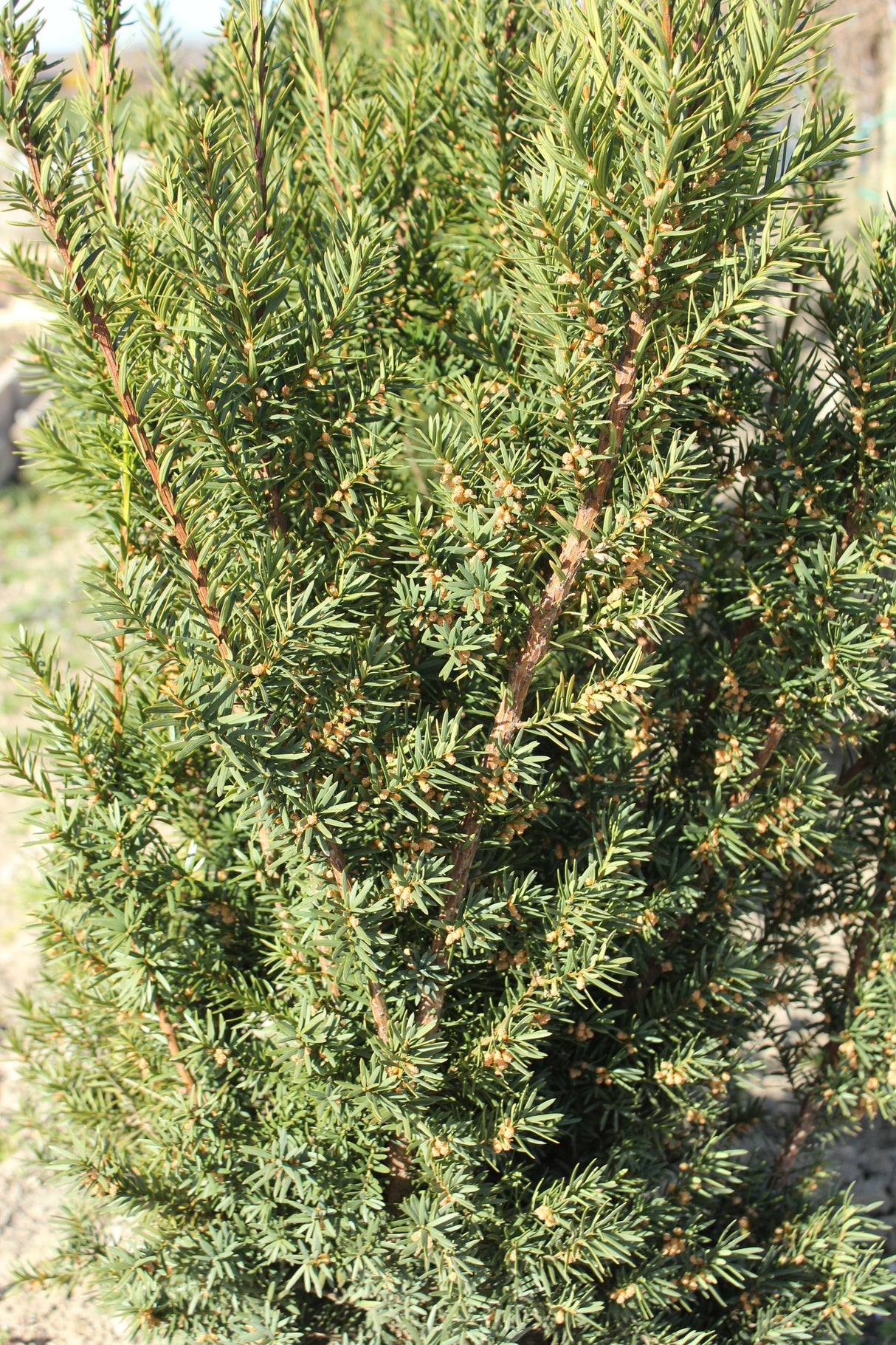 Hybrididegran 'Hicksii' 50-60 co 10-pack