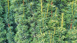 Hybrididegran 'Hillii' 30-40 co 1-pack