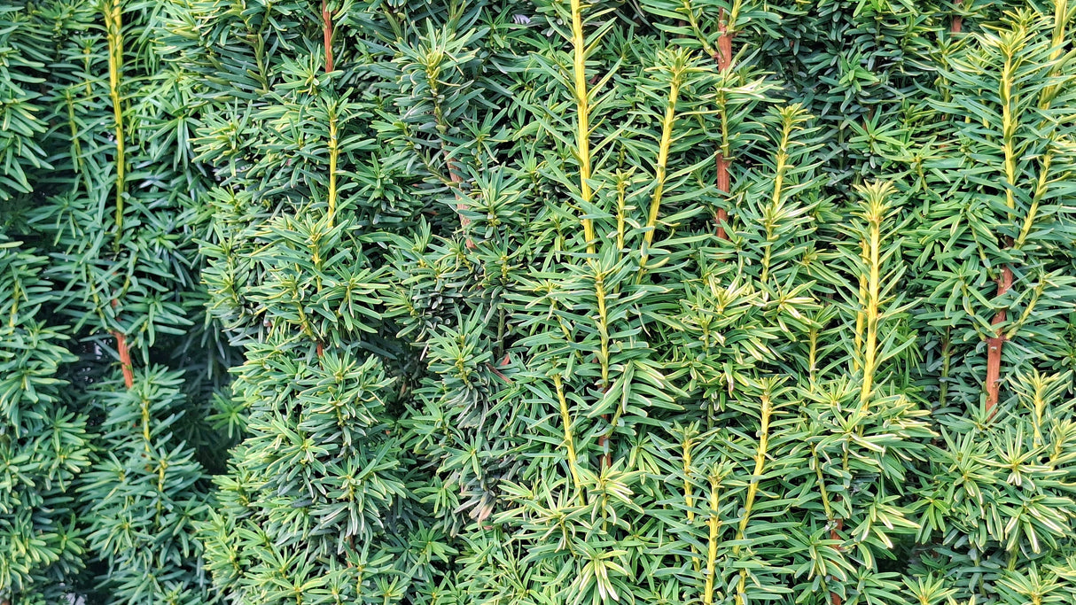Hybrididegran 'Hillii' 30-40 co 3-pack