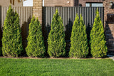Tuja 'Smaragd' 40-60 co 10-pack