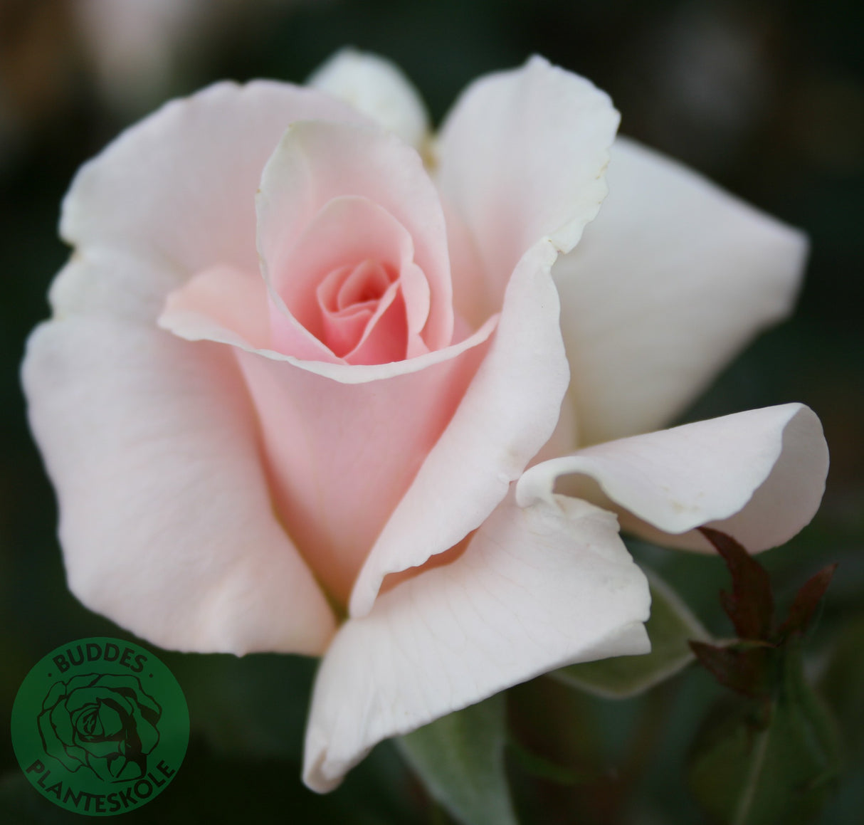 Tehybridros 'A Whiter Shade of Pale' 1-pack barrot
