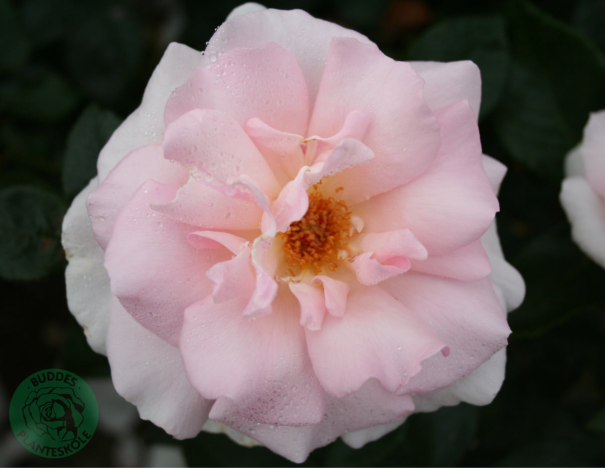 Tehybridros 'A Whiter Shade of Pale' 1-pack barrot