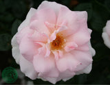 Tehybridros 'A Whiter Shade of Pale' 1-pack barrot