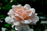 Tehybridros 'A Whiter Shade of Pale' 1-pack barrot