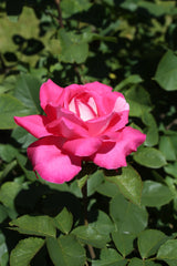 Tehybridros 'Acapella' 1-pack barrot