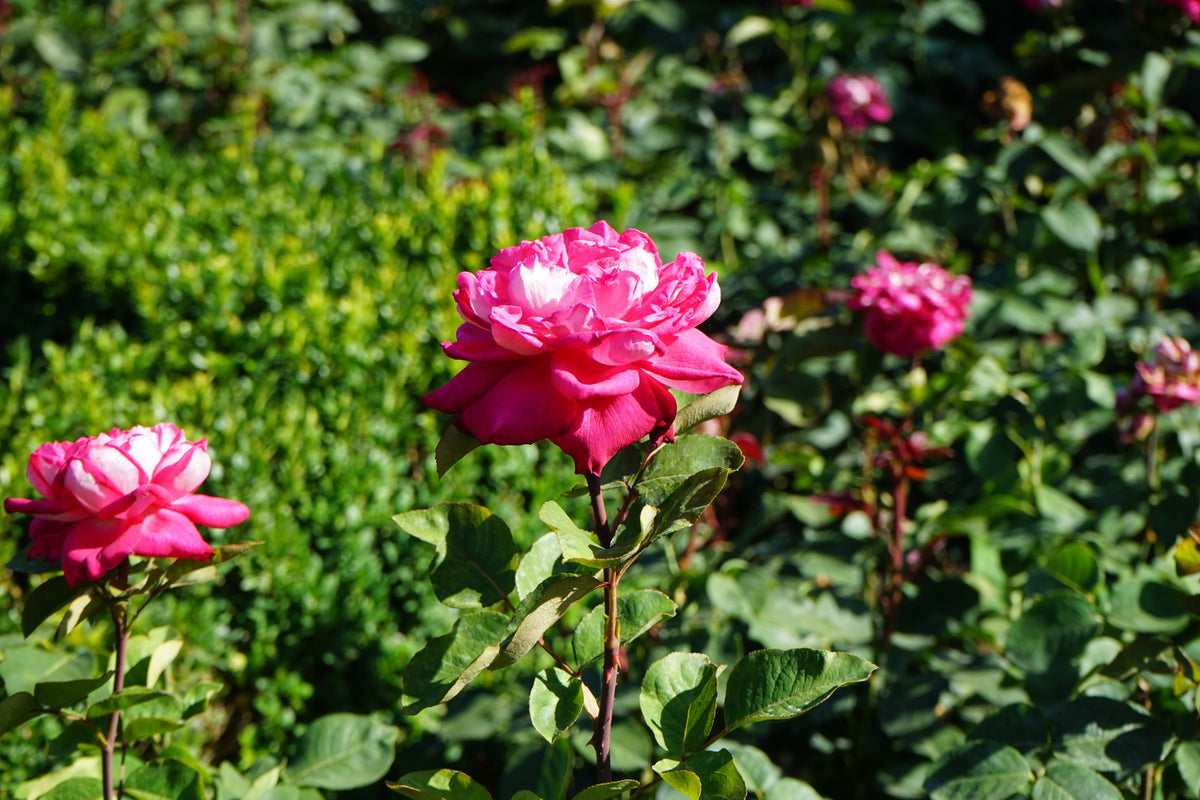 Tehybridros 'Acapella' 1-pack barrot