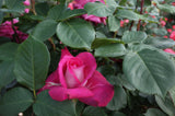 Tehybridros 'Acapella' 10-pack barrot