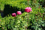 Tehybridros 'Acapella' 1-pack barrot