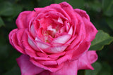 Tehybridros 'Acapella' 1-pack barrot