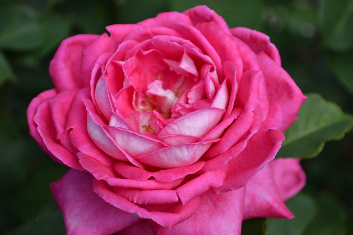 Tehybridros 'Acapella' 10-pack barrot