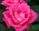 Tehybridros 'Acapella' 10-pack barrot