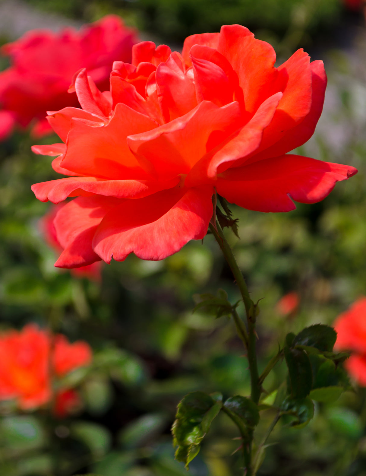 Tehybridros 'Alexander' 5-pack barrot