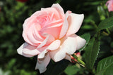 Modern buskros 'Aphrodite' 1-pack barrot