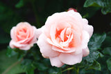 Modern buskros 'Aphrodite' 10-pack barrot
