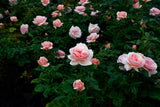 Modern buskros 'Aphrodite' 5-pack barrot
