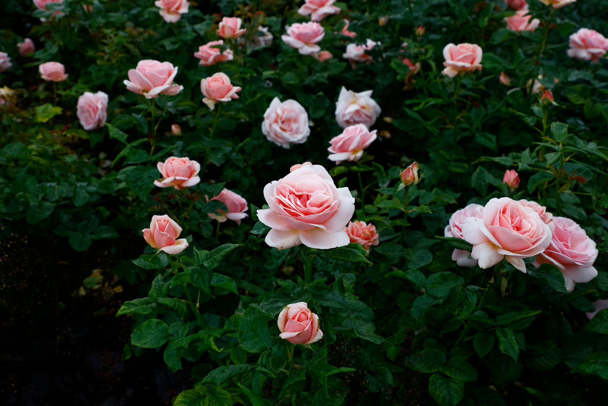 Modern buskros 'Aphrodite' 10-pack barrot