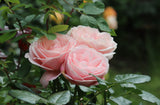 Modern buskros 'Aphrodite' 1-pack barrot