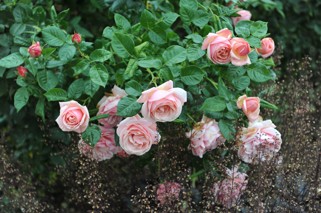 Modern buskros 'Aphrodite' 1-pack barrot