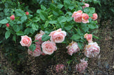 Modern buskros 'Aphrodite' 1-pack barrot