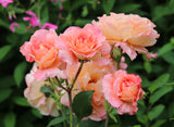Tehybridros 'Augusta Luise' 10-pack barrotad