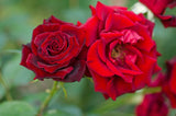 Floribundaros 'Barkarole' 5-pack barrot