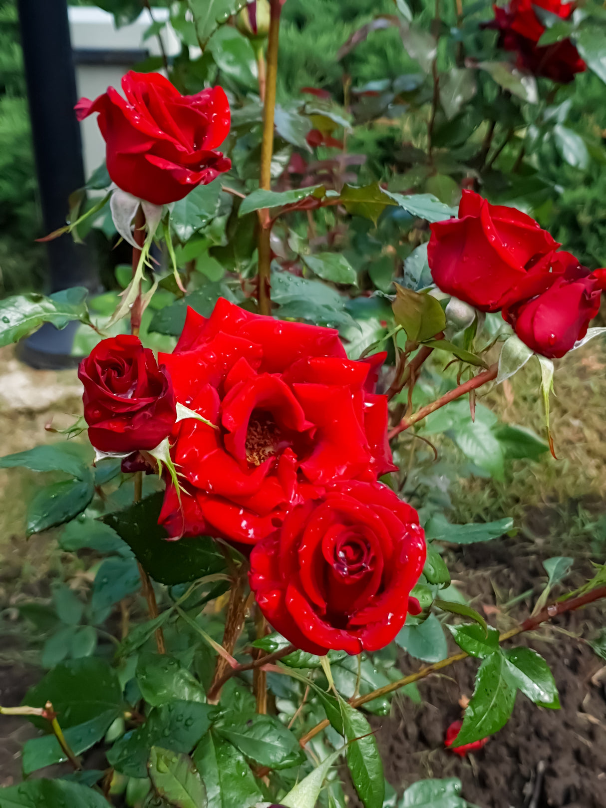 Floribundaros 'Barkarole' 5-pack barrot