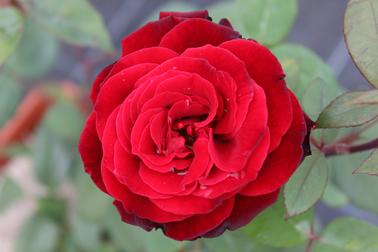 Floribundaros 'Barkarole' 5-pack barrot